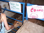 East Hill Farm 2004 - 80