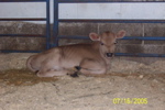 East Hill Farm 2005 - 130