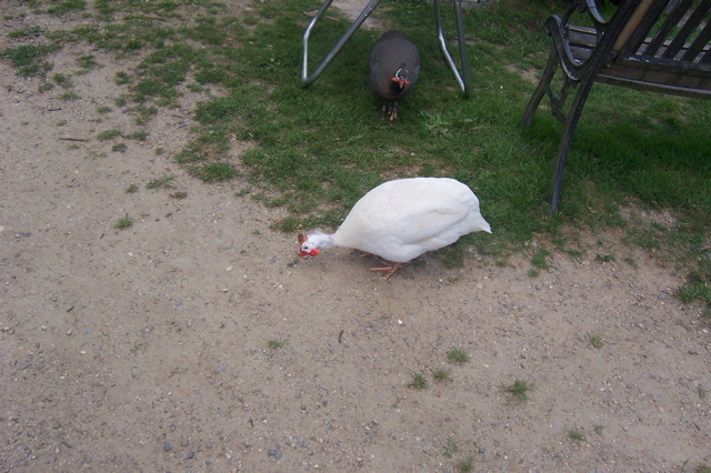 100_7259.JPG