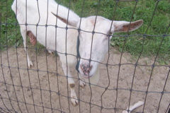 100_7272.JPG