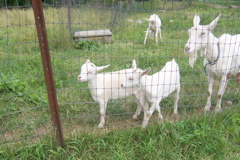 100_7274.JPG