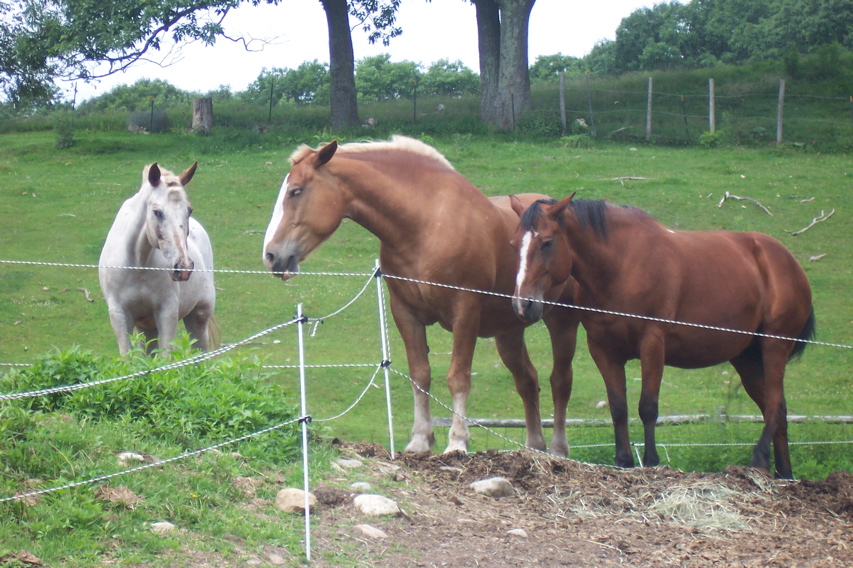 08_the_farm - 77
