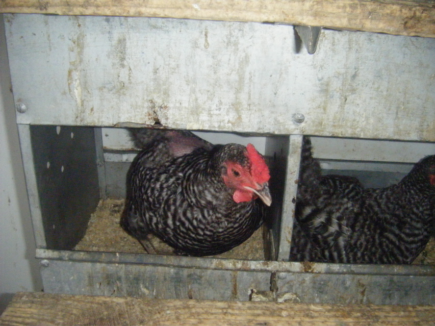 08_the_farm_s - 18