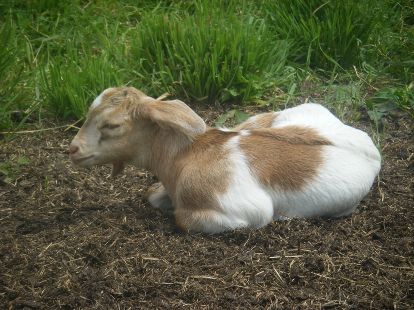 08_the_farm_s - 55