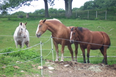 08_the_farm - 77