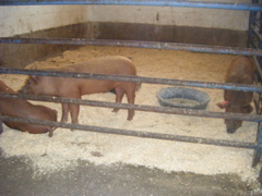 08_the_farm_s - 42