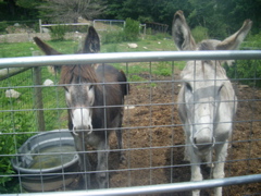 08_the_farm_s - 47