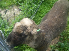 08_the_farm_s - 48